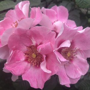 Rosa See You Rose