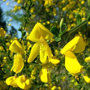 Cytisus Scoparius