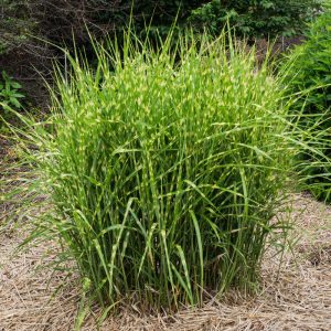 Miscanthus Zebrinus