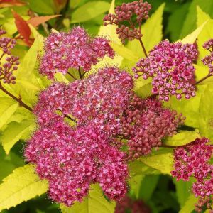 Spirea (Spiraea japonica Gold Flame)