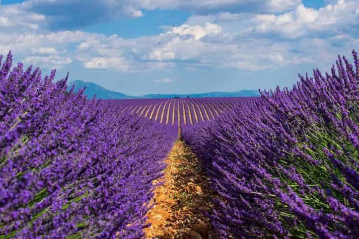 lavandula-angustifolia-officinalis