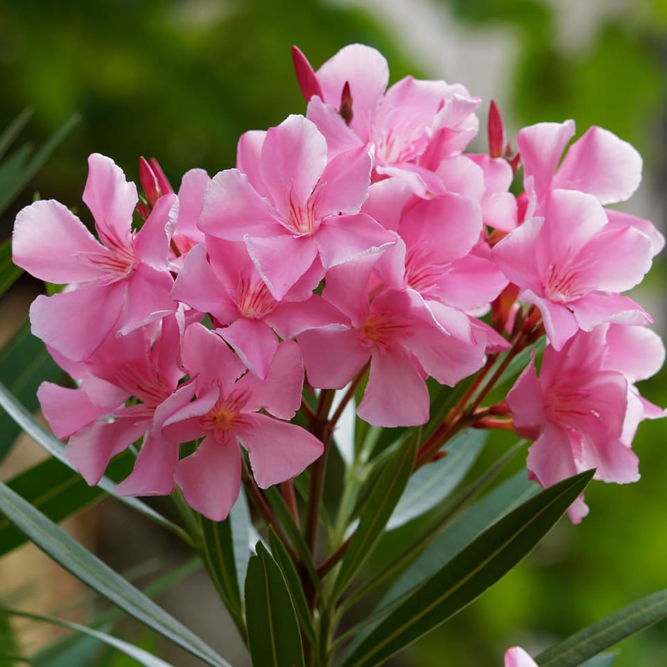 Oleandro fiori rosa