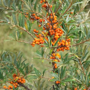 Hippophae Rhamnoides (Olivello spinoso)