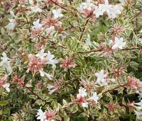 Abelia grandiflora Confetti