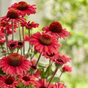 Echinacea purpurea 'Sunseekers Red'