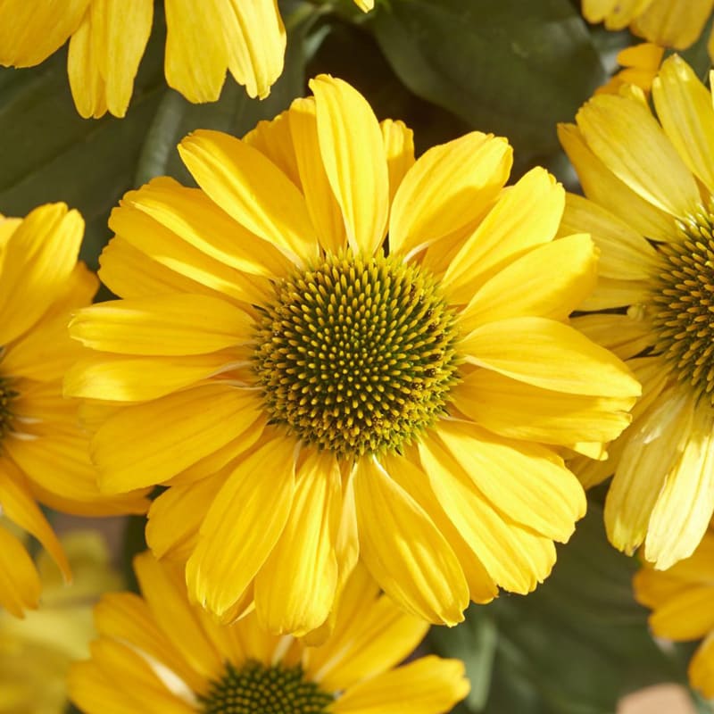 Echinacea purpurea 'Sunseekers Yellow'