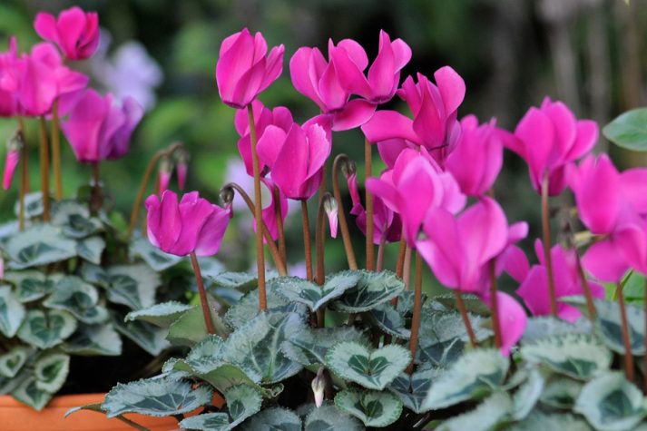 ciclamino-fioriture-di-ottobre