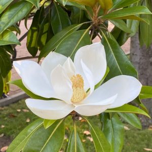 Magnolia grandiflora
