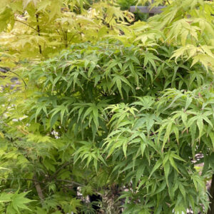 Acer palmatum 'Bi-hoo'