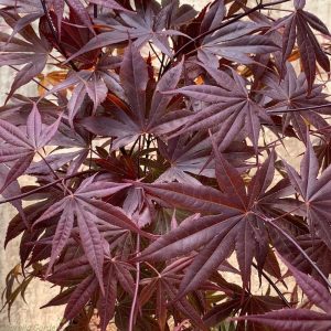 Acer palmatum 'bloodgood'