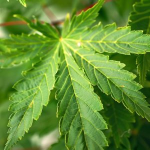 Acer palmatum 'Green'