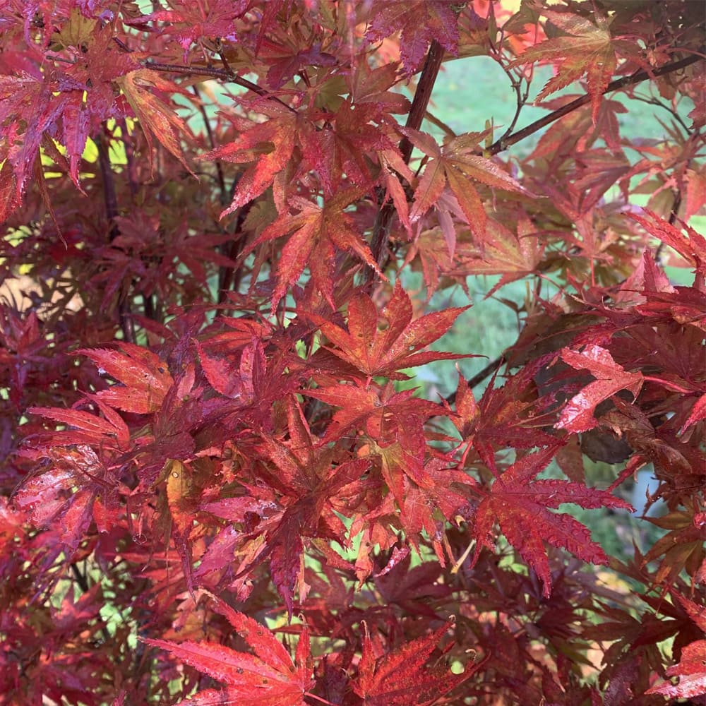 Acer palmatum 'Pixie'