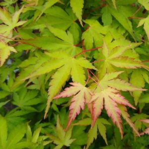 Acer palmatum 'Sango Kaku'