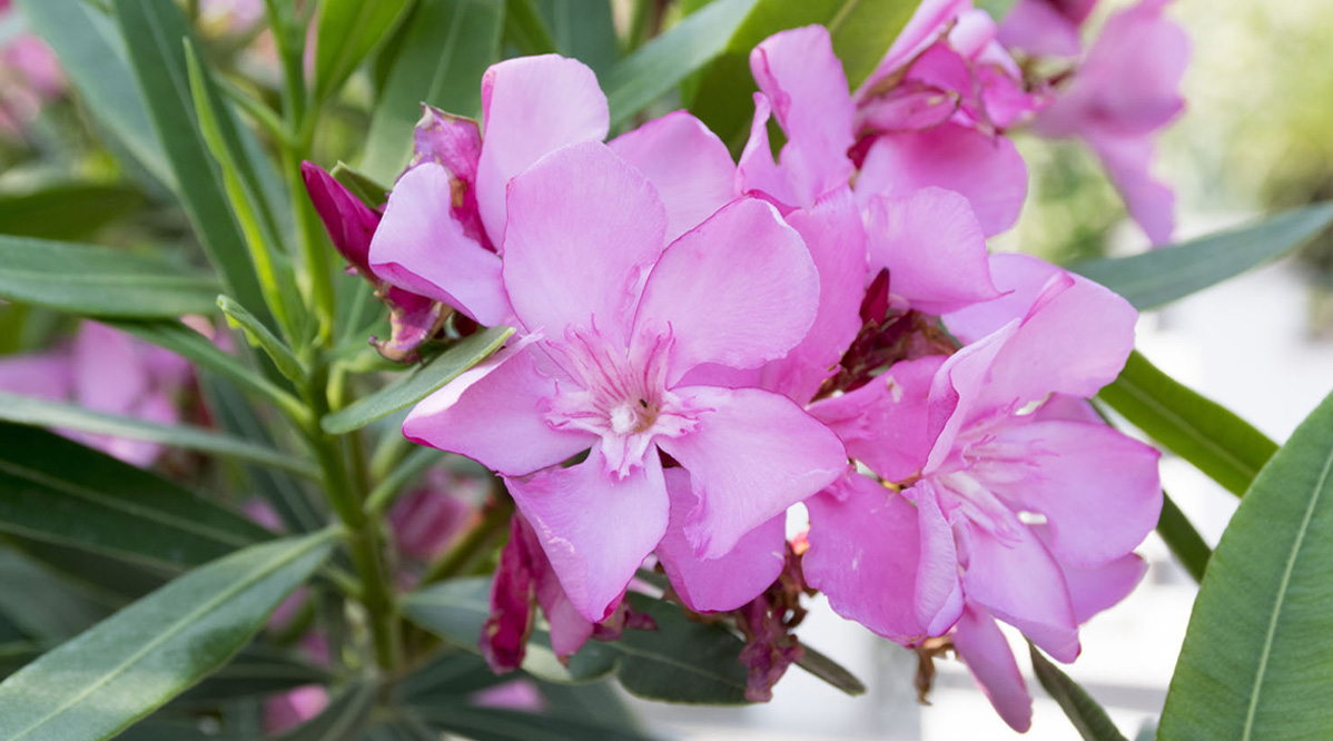 nerium-oleander-verde-commerce