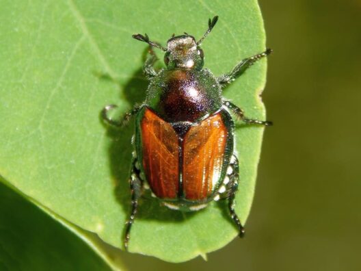 Popilla japonica scarabeo giapponese che infesta e distrugge tappeti erbosi