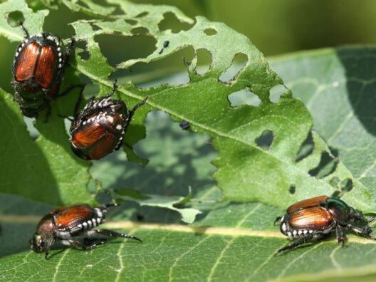 Popilla japonica - coleottero giapponese che mangia le foglie