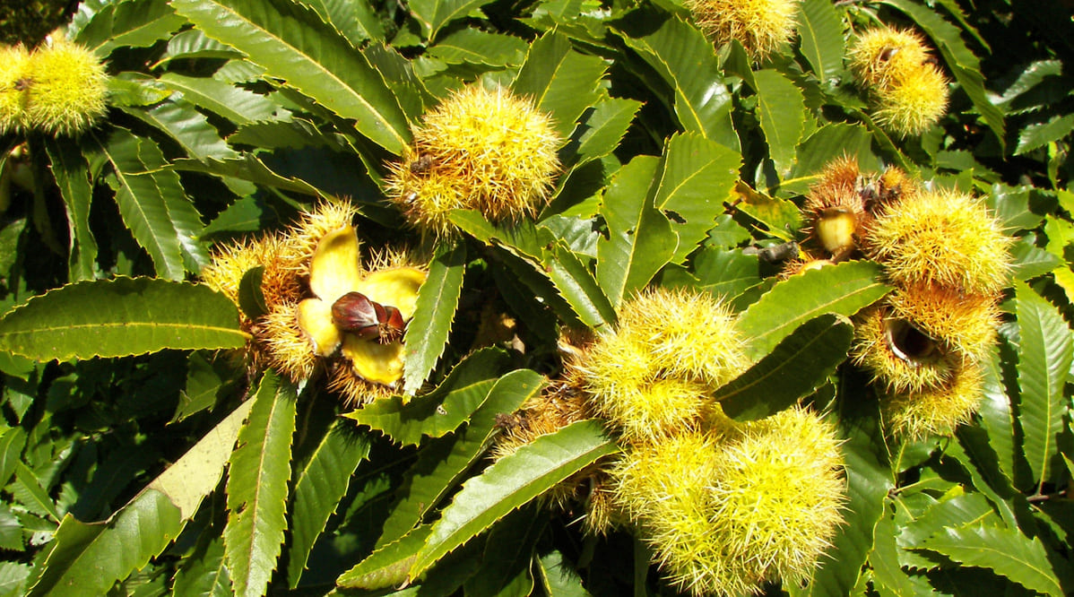 castanea-sativa-castagno-europeo