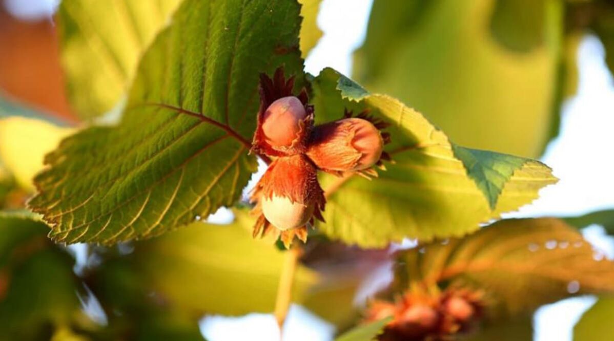 nocciola-del-piemonte-igp-corylus-avellana-tonda-gentile-langhe