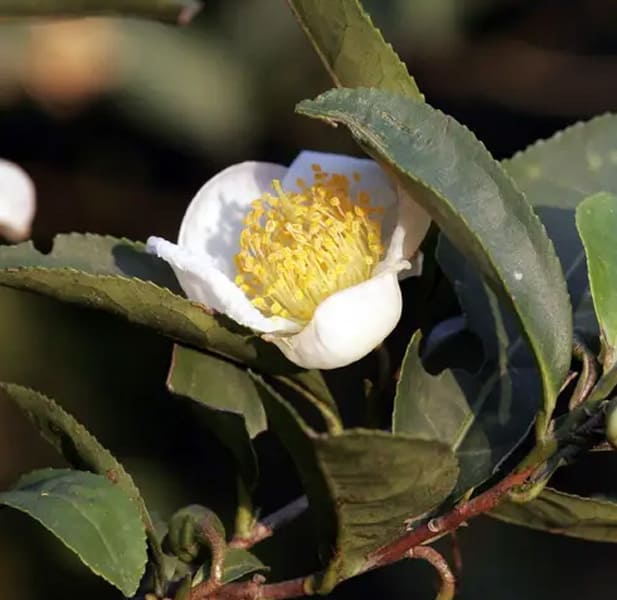 Camellia sinensis