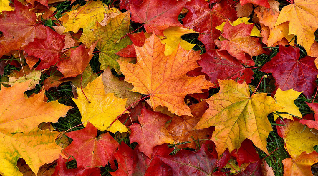 foliage-autunno-vivaio-verde-commerce-fogliame