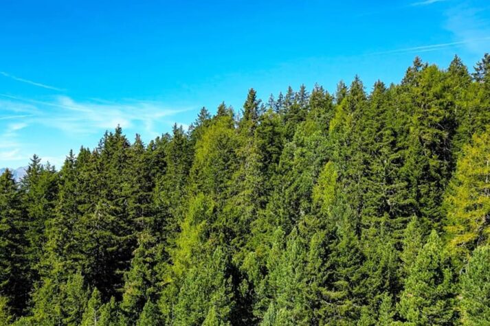 varie-tipologie-di-abeti-abies-varietà