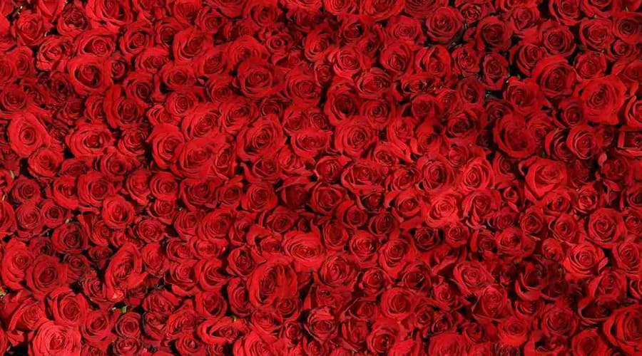 verde-commerce-cosa-regalare-a-san-valentino-rose-rosse