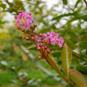 Lagerstroemia indica